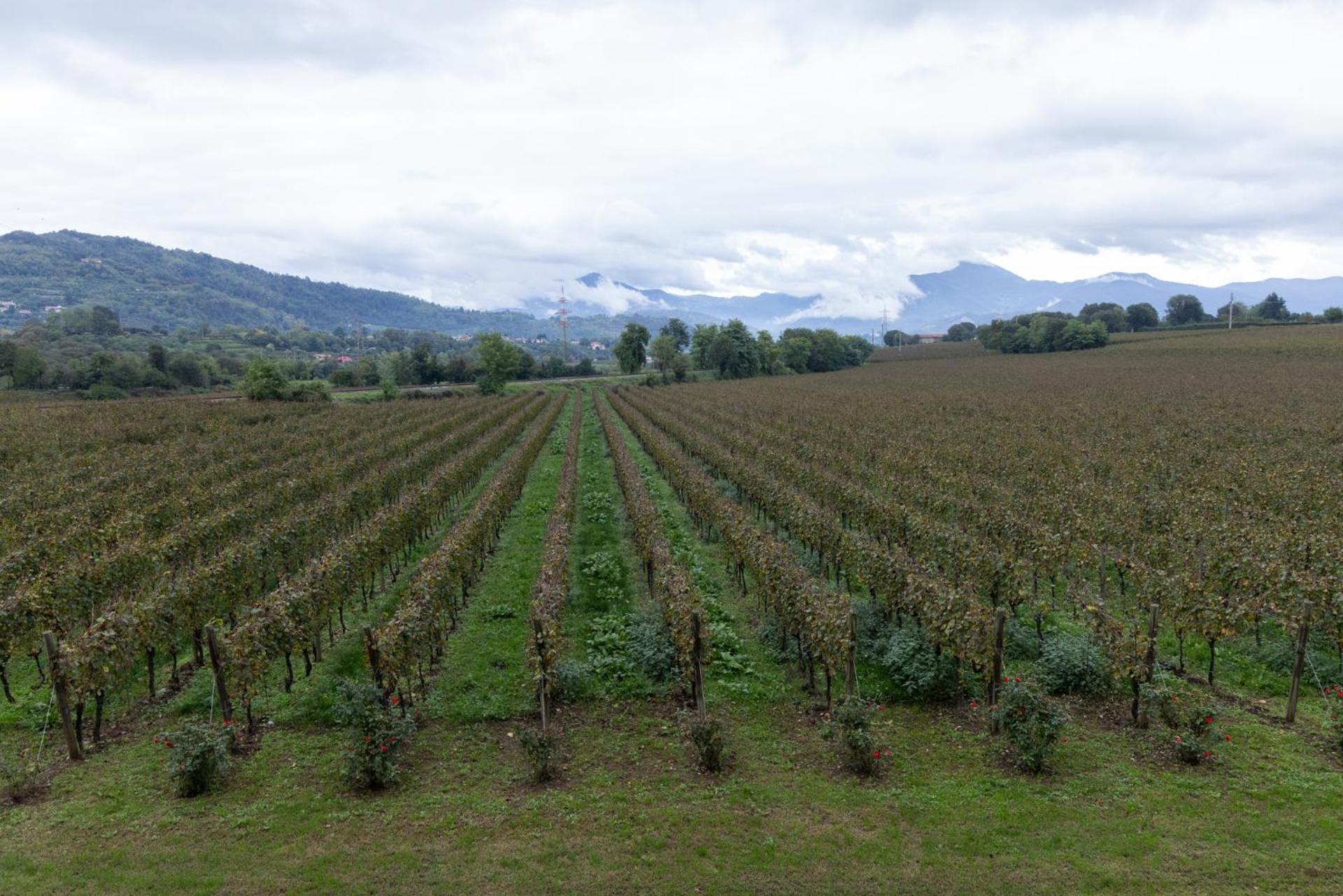 Agriturismo Ripa Del Bosco Capriolo Kültér fotó